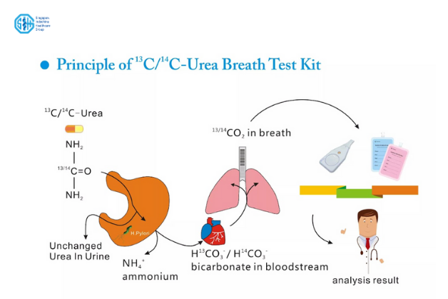 cơ chế phát hiện vi khuẩn HP của đồng vị carbon C13