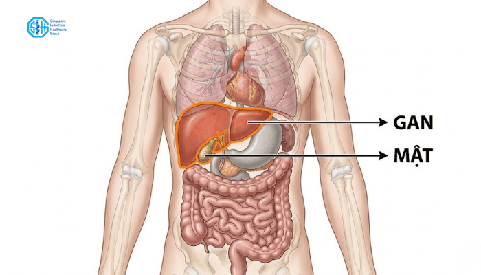 vi-tri-cua-gan-va-mat.png