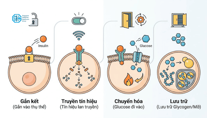 co-che-hoat-dong-cua-insulin.png