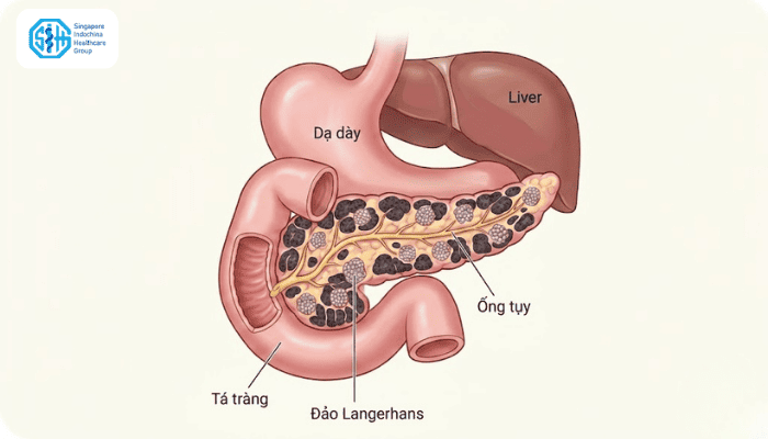 nguon-goc-cua-insulin.png