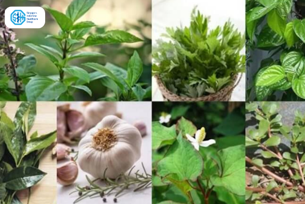 Các loại thảo dược hỗ trợ điều trị viêm âm đạo tại nhà
