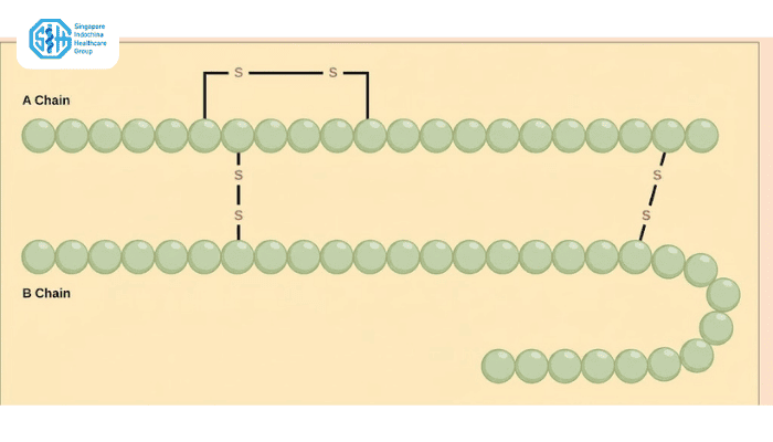 cau-truc-hormone-insulin.png
