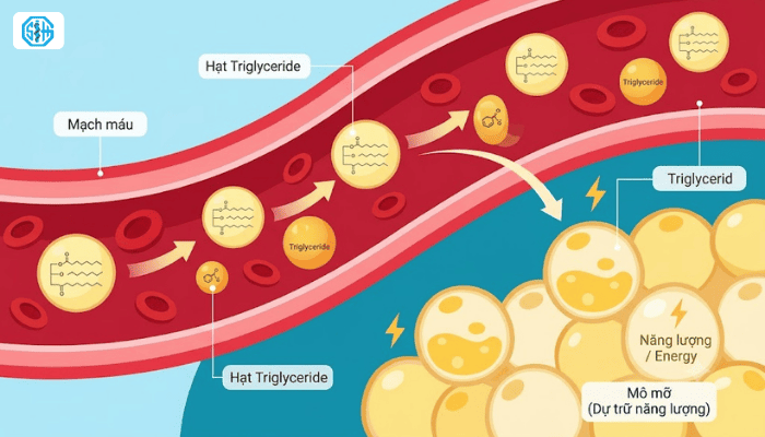 triglyceride-la-gi-vai-tro.png
