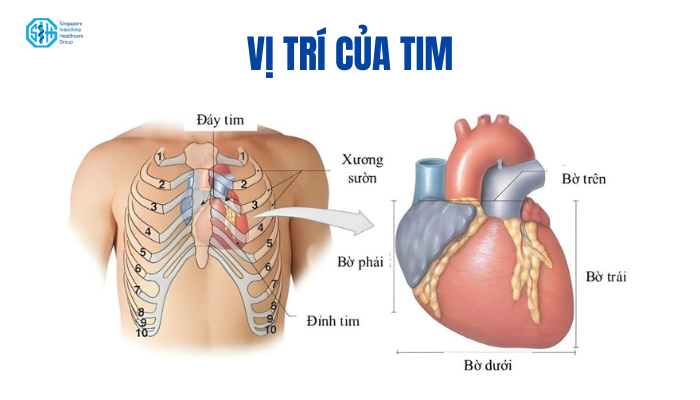Sơ đồ hệ dẫn truyền điện tim, mũi tên chỉ hướng dẫn truyền.