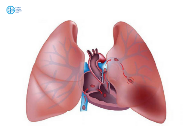 tim và phổi ở người